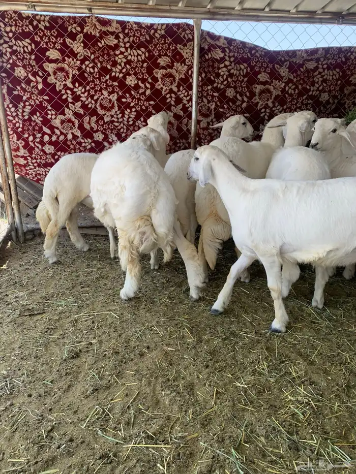 خرفان مبادي ومناسبات 3