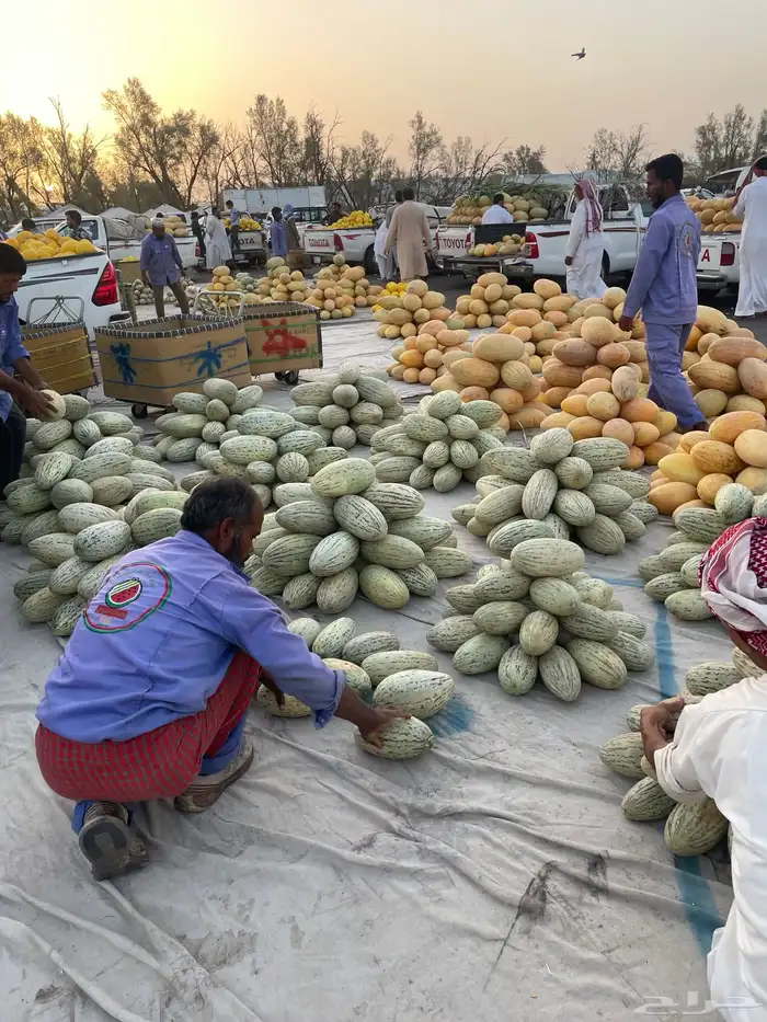 حبحب شمام حسب الطلب حاليا في سوق القصيم للطلب التواصل واتس 5