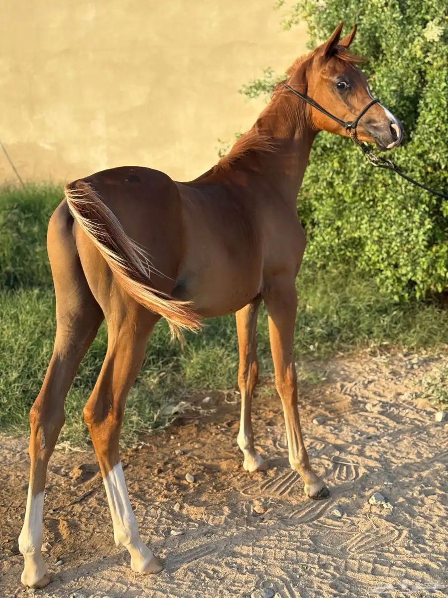 مهر واهو(خيل) 2