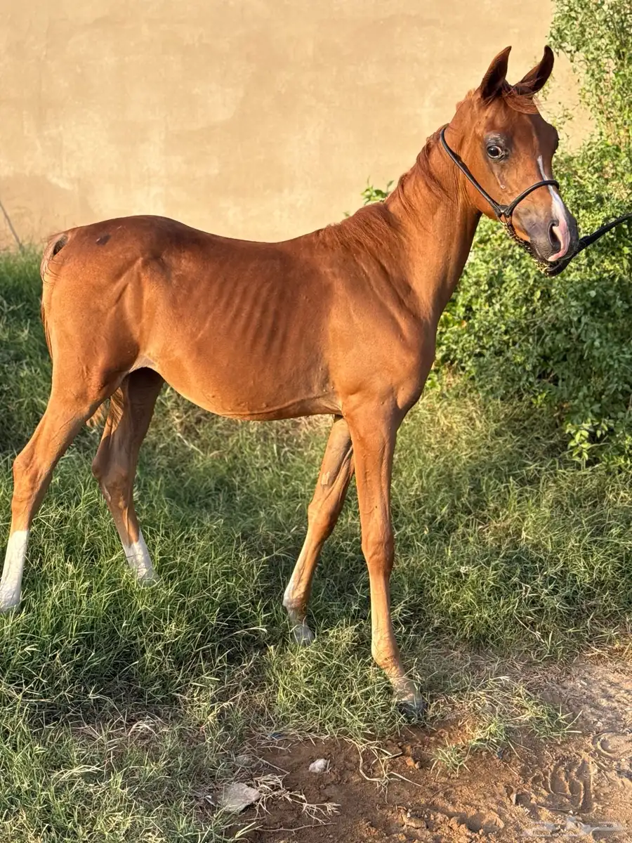 مهر واهو(خيل) 3
