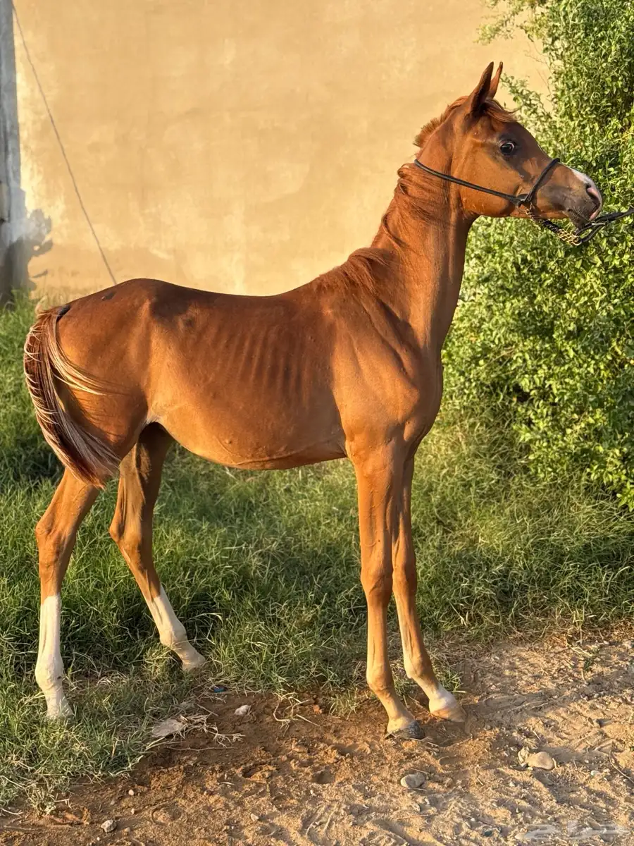 مهر واهو(خيل) 1