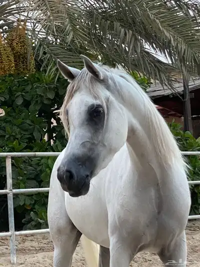 خيل واهو - مهرة 2