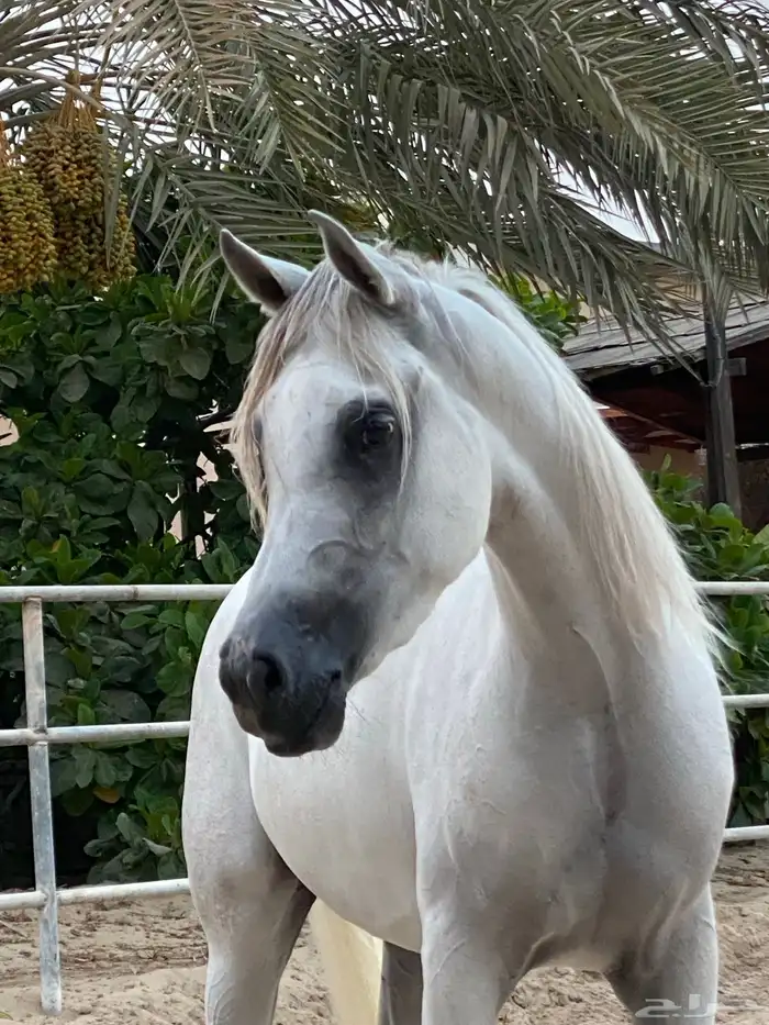 خيل واهو - مهرة 2
