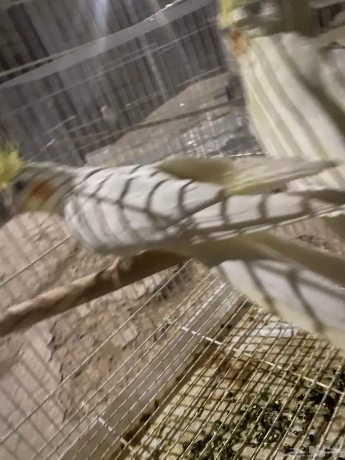 زوج كروان معه ثلاث بيضات منتج معه شبكه وصحته شرط ويغرد 6