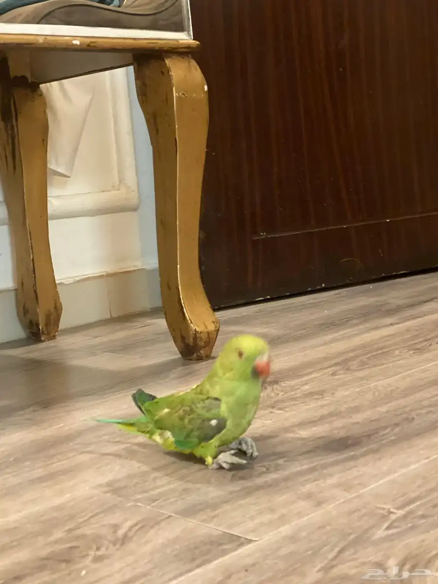 دره للبيع 0