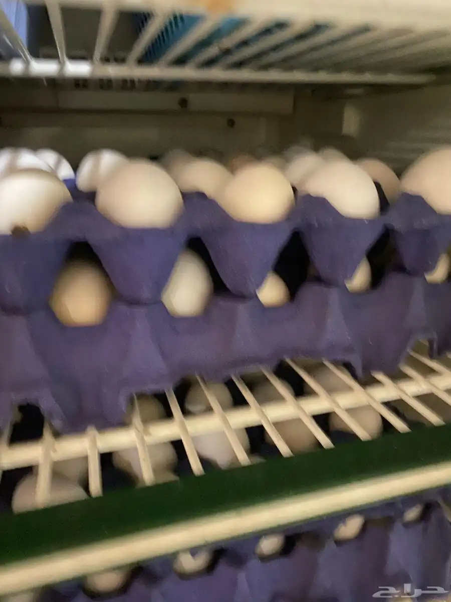 بيض دجاج عربي للبيع 1