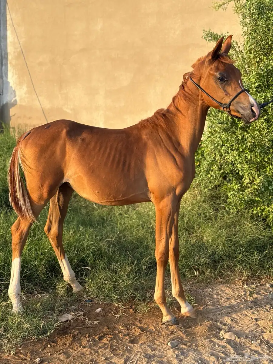 مهر واهو(خيل) 4