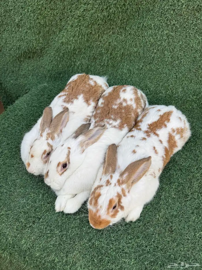 طقم ارانب بابيون الماني( تم البيع) 0