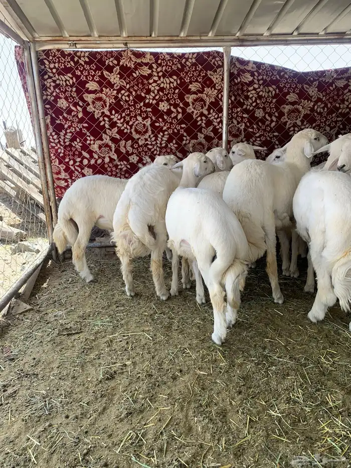 خرفان مبادي ومناسبات 2