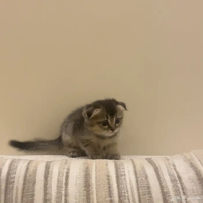 قطط سكوتش للبيع 2