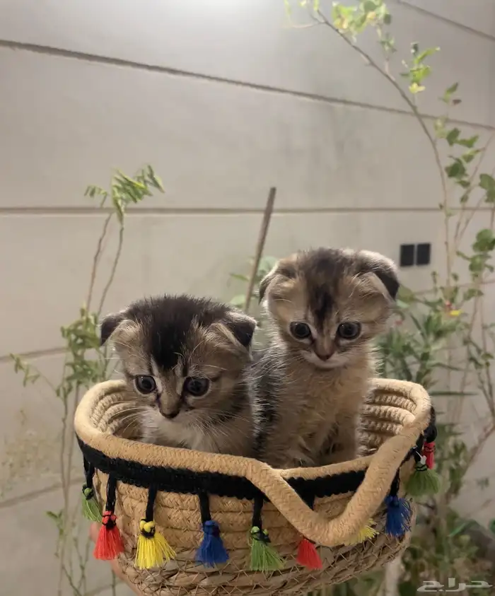 قطط سكوتش للبيع 0