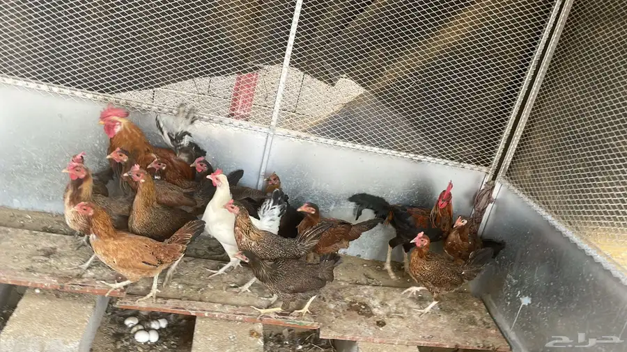 دجاج ما بين عربي وبلدي 1