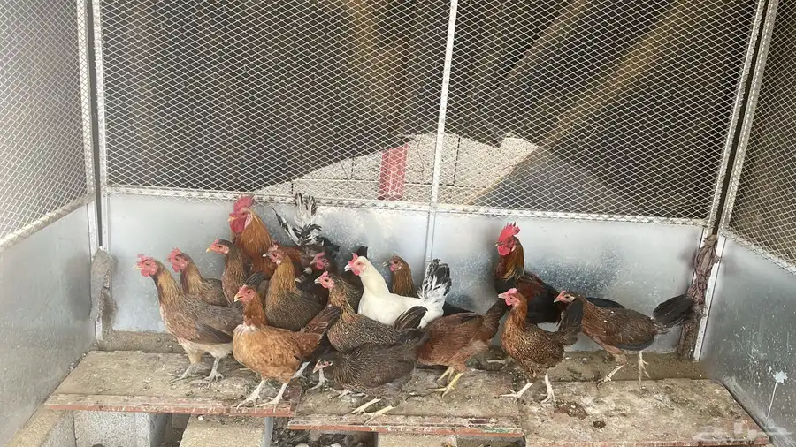 دجاج ما بين عربي وبلدي 0