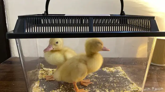 بطه 1