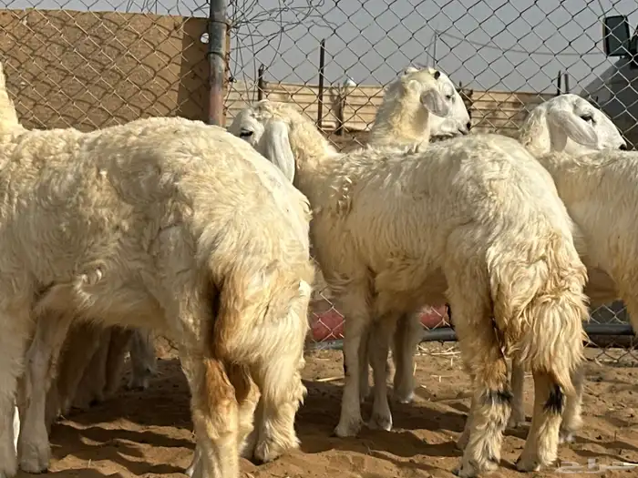 طليان العمر من4الي7شهور شيء فاخر ونضيف جدا  من حلال الديره 9