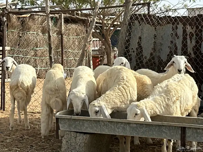 طليان العمر من4الي7شهور شيء فاخر ونضيف جدا  من حلال الديره 8