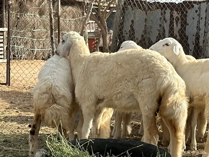 طليان العمر من4الي7شهور شيء فاخر ونضيف جدا  من حلال الديره 0