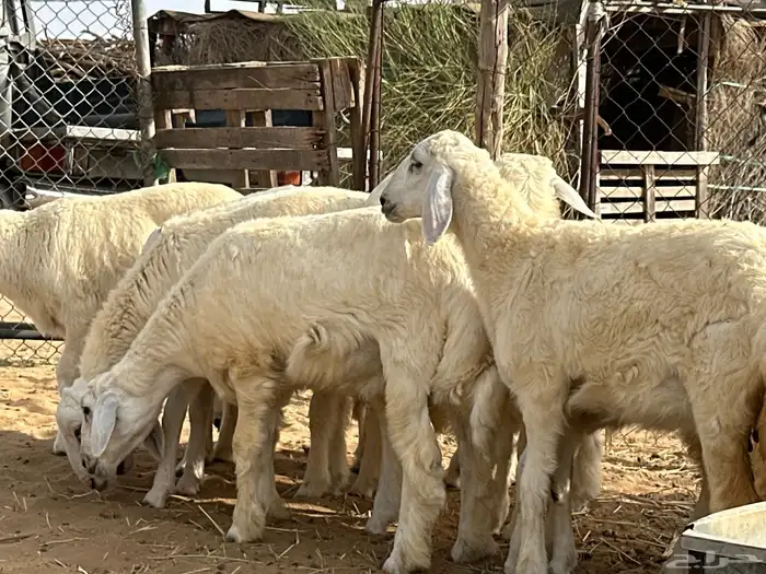 طليان العمر من4الي7شهور شيء فاخر ونضيف جدا  من حلال الديره 10