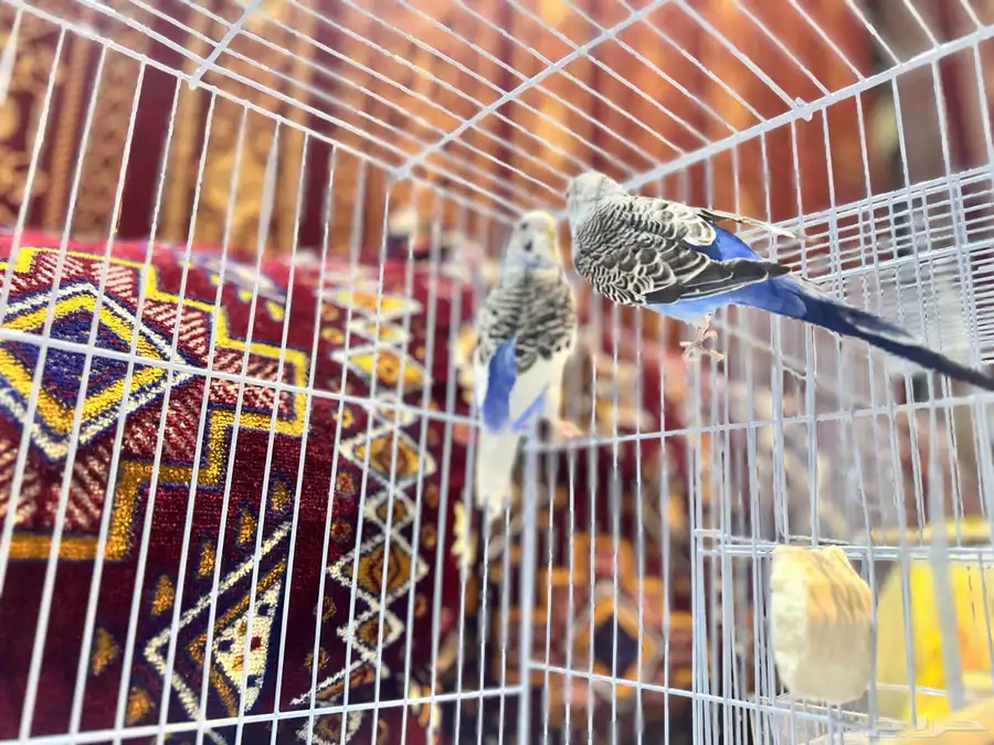 طيور حب 1