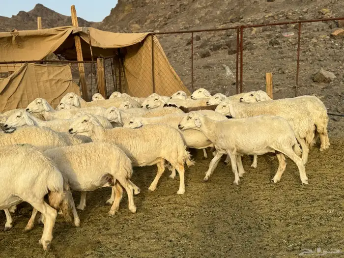 ضان حريات ( تم البيع ) 0