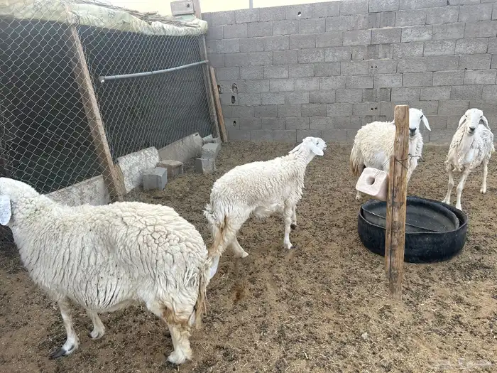 القصيم البدايع 0