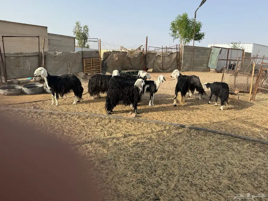 ضان نجد سليمه شرط وباذن الله دفع 2