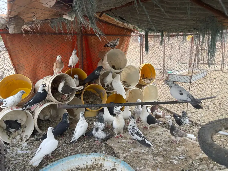 حمام منوع للبيع 10