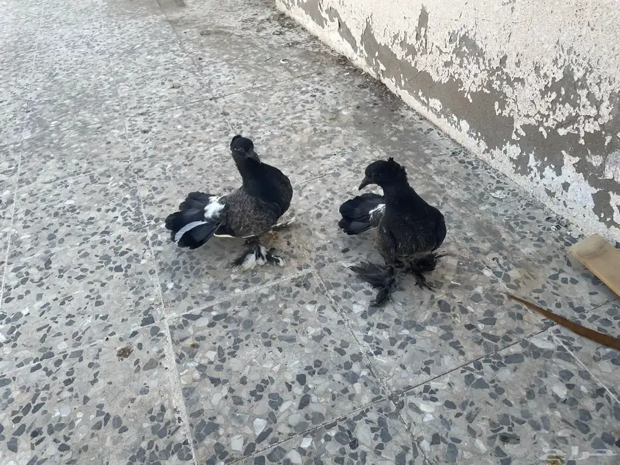 ازوج حمام شرط منتج مع 3 فراخ من انتاج الزوج 3