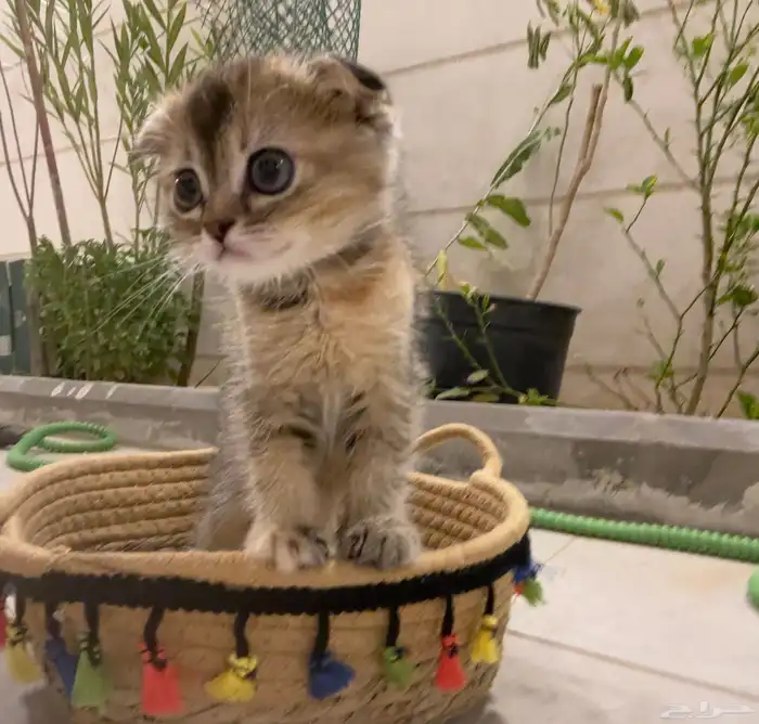 قطط سكوتش للبيع 1