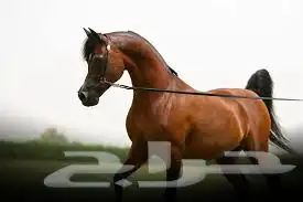 اصطبل ايواء خيل 0