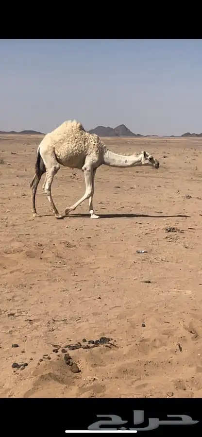 قعود طيب العمر 6 شهور 1