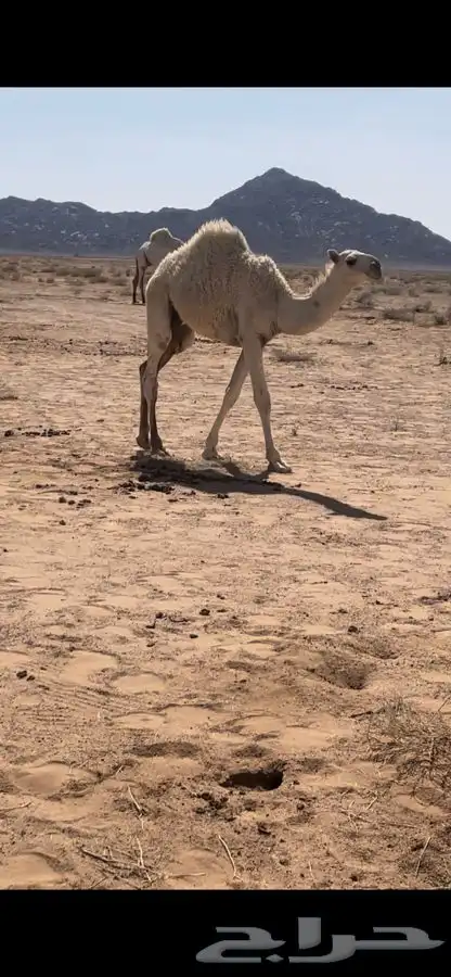 قعود طيب العمر 6 شهور 0