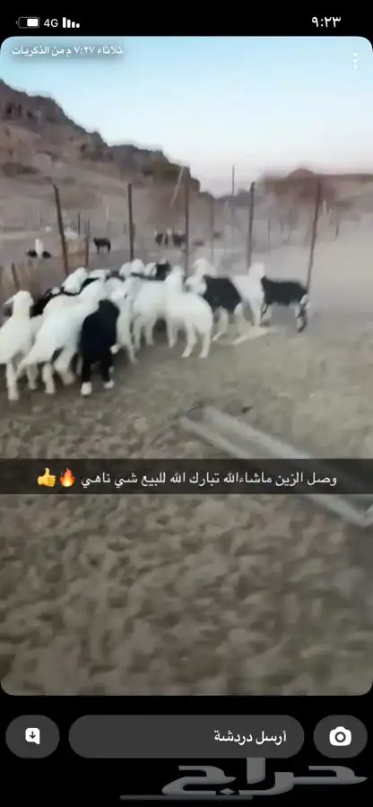 طليان ورخال 2