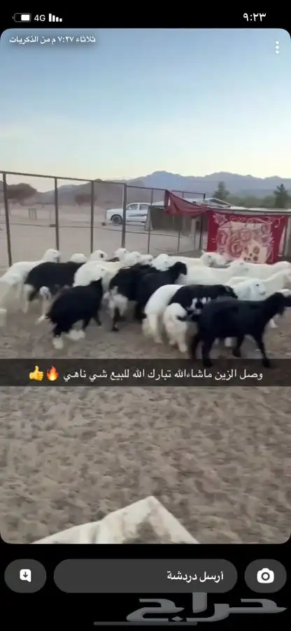 طليان ورخال 1
