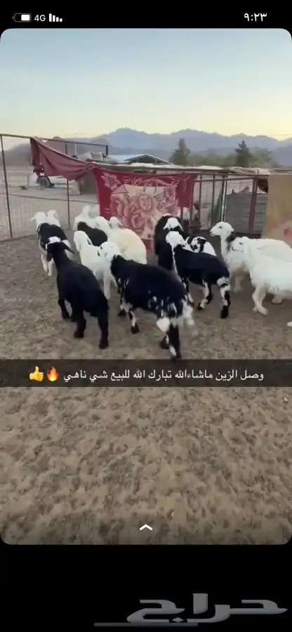 طليان ورخال 3