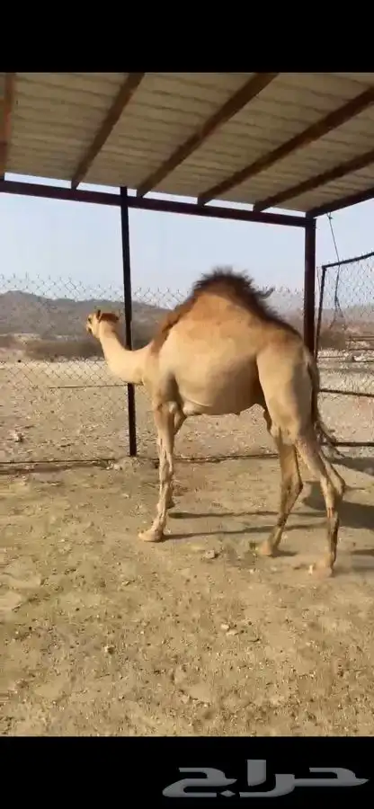 قعود ماشاء الله فل شحم 2