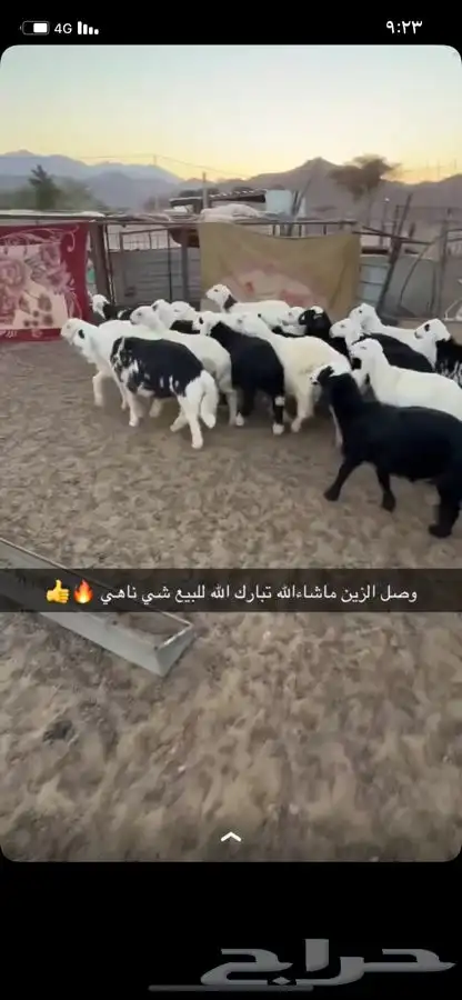 طليان ورخال 0