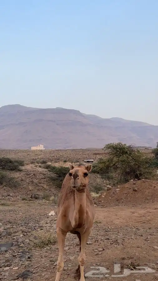 خلفه للبيع مشروطه 8