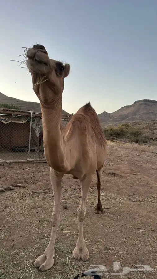 خلفه للبيع مشروطه 4