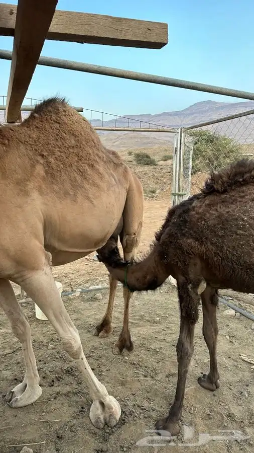خلفه للبيع مشروطه 1