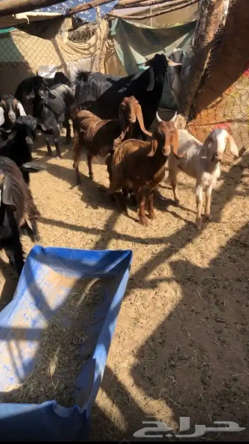 معزا دفيع بفحلها 1