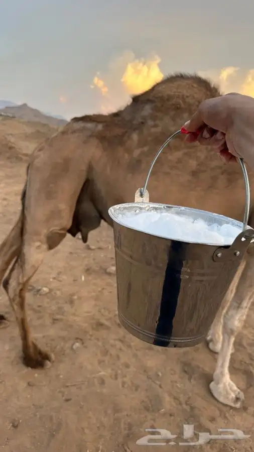 خلفه للبيع مشروطه 2