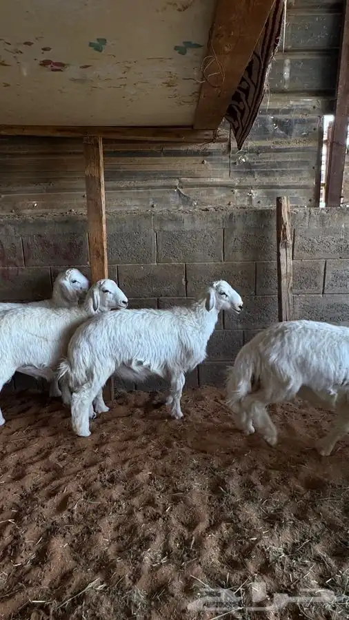 ابو عبدالله لبيه الذبايح 1