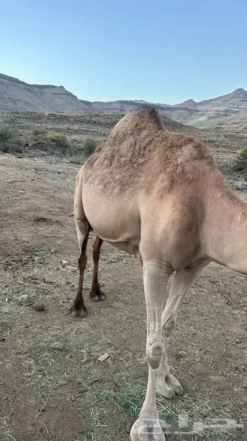 خلفه للبيع مشروطه 5