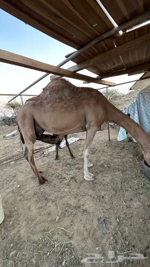 خلفه للبيع مشروطه 0