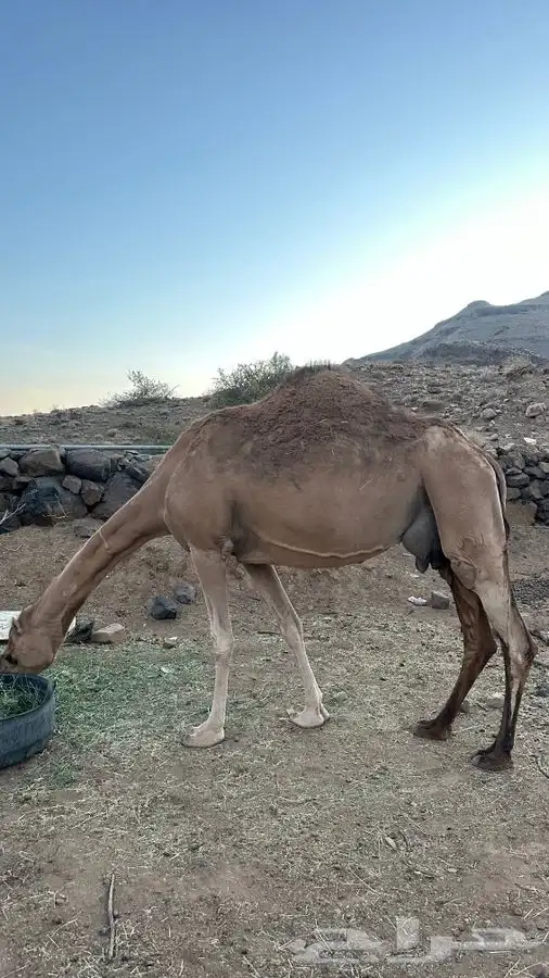 خلفه للبيع مشروطه 6