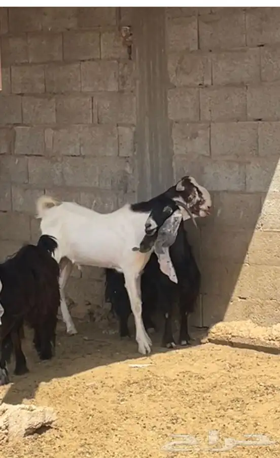 تيس فحل ثني 2