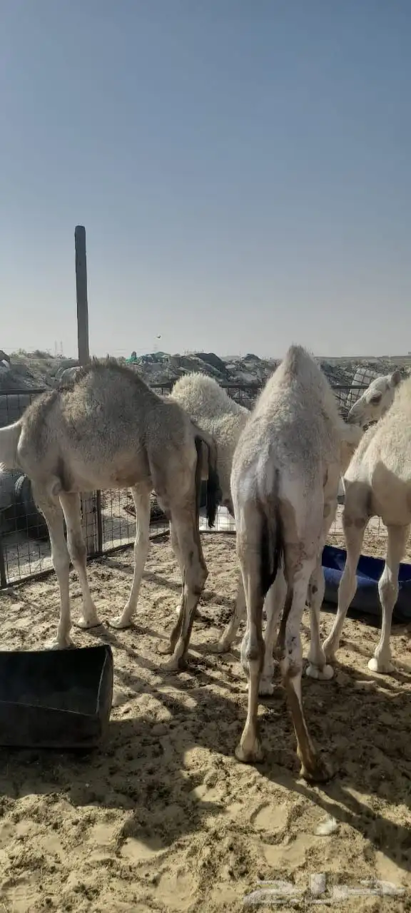 حشو قعدان العدد 10 1
