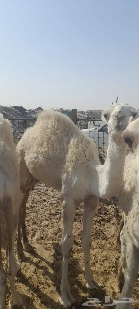 حشو قعدان العدد 10 0