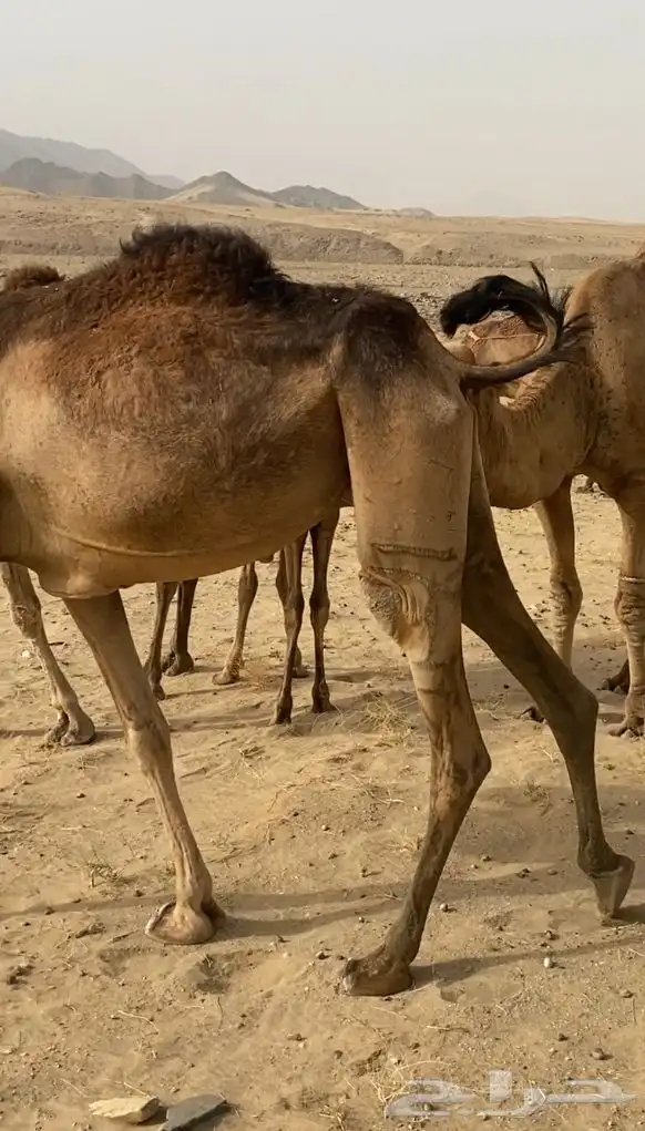 ناقه لقحه 1